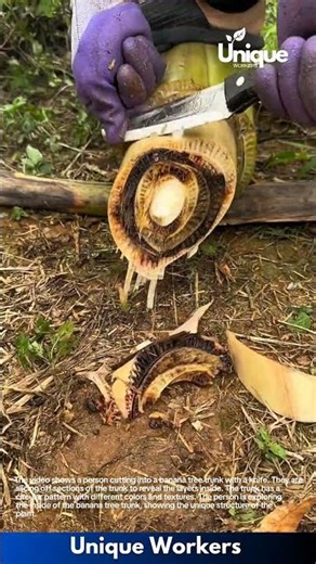 Cutting a Banana Tree Trunk: Exploring the Layers Inside