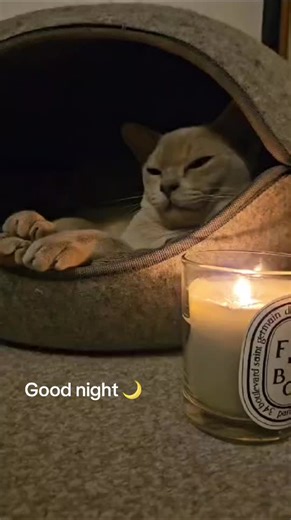 #burmese_monciel_cattery #valman_natalia #burma #burmakitten #catlover #kittenlove #katzen #katzenliebe #бурманскиекотята #бурманскийкот #ukraine #kiev #loveyou #liketime #cool #happy #burmesekittensofinstagram #gatito #chaton #repost #cuteanimals #likesforlike #nataly_valman