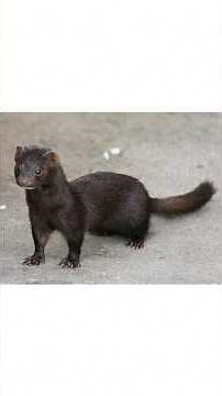 What’s a Mustelid ?