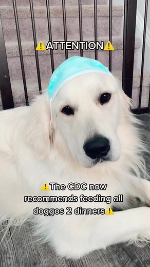 Finally something that applies to us doggos. #cdcguidelines #cdc #goldenretriever #pandemic #covid19