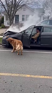 The Accident Happened Fast. The Dog Stayed Loyal.. | Loyal Tails