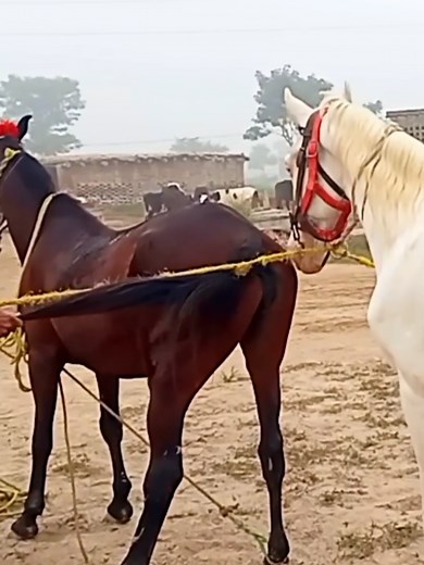 Understanding the Arabian Horse Breeding Process