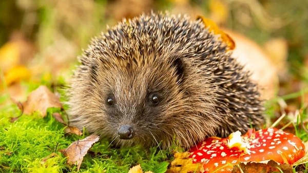 The Hedgehog: A Fast, Agile Predator That Stands Up to the Wild's Deadliest Creatures!