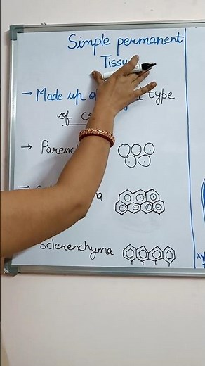 #Difference between simple and complex permanent tissue#neet#class11#B.sc.bio#