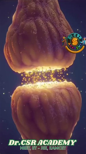 How Chemical Synapse Works? | Step-by-Step Animation Explanation