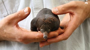 36K views · 1.1K reactions | Taronga Zoo is celebrating its first successful Short-beaked Echidna births in nearly 30 years! Fun fact: baby echidnas are called puggles <3 | The Australian | Facebook