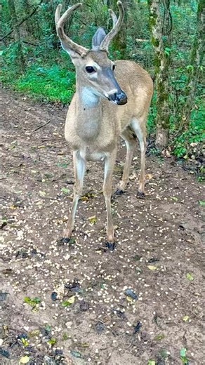 BUCK STOMPING GROUND WARNING | Wild Deer Up Close Encounter #shorts