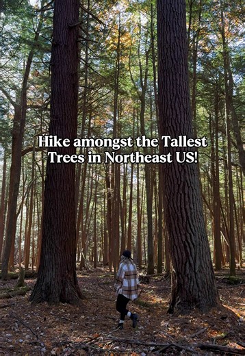 Explore Cook Forest State Park: America's Black Forest