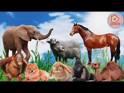 Cute Animal sounds 😺 🐶 🐮 | cat, dog, elephant, lion, tiger and Cow sounds for kids
