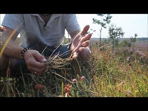 How to identify Purple Moor Grass (Molinia caerulea)