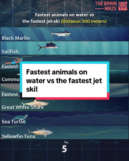 The Brain Maze on TikTok