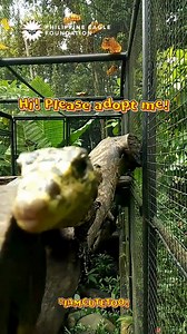 15K views · 353 reactions | Look how cool this yellow-headed monitor lizard is. It's got a strikingly vivid yellow head that contrasts beautifully with its darker, patterned body.Its scales have a texture rough, and rugged. It is such a cool ancient look.Adopt this stunning #PECCritter here: https://adopt.philippineeaglefoundation.org/#WildWednesday | Philippine Eagle Foundation | Facebook