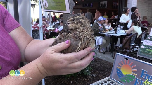 VIDEO: Last year's egg shortages boosted sales for one GreenMarket vendor who specializes in quail eggs and related products. Many of those customers are now coming back to the Quail Quest LLC booth to buy more and meet some of the quails who live on the company's urban farm. #quails #quaileggs #eggs #farms #westpalmbeachgreenmarket #farmersmarkets #westpalmbeach #florida | The City of West Palm Beach
