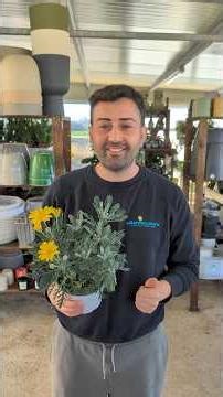 Euryops Pectinatus #fiori #fiore #flowers #flower #flowergarden #plants #piante #piantedagiardino