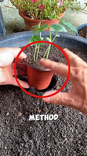 Bean Seedling Planting Method🌱🤯#shrots