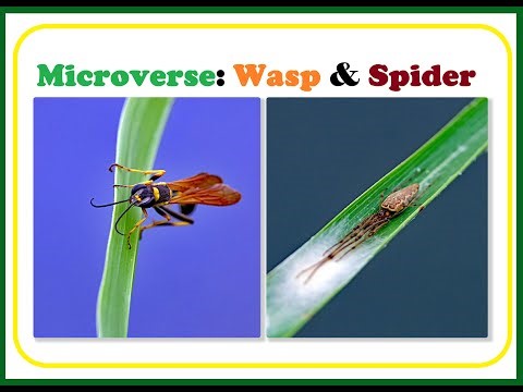 Texas Sunrise Microverse: Wasp - Spider & More