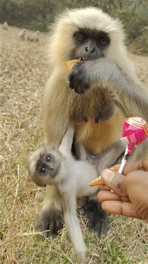 Mother Langur Eating Biscuit While Baby Watches Closely 🐒❤️