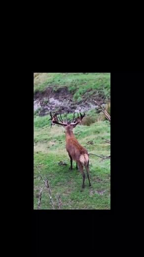 19K views · 94 reactions | extreme video that shows us a unique way of hunting, what do you think about this ? | Hunting Adventures | Facebook