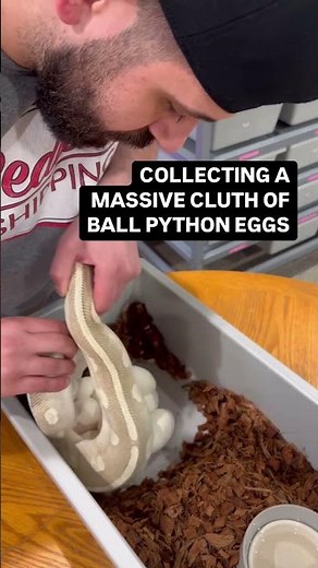Collecting a MASSIVE Clutch of Ball Python Eggs😍
