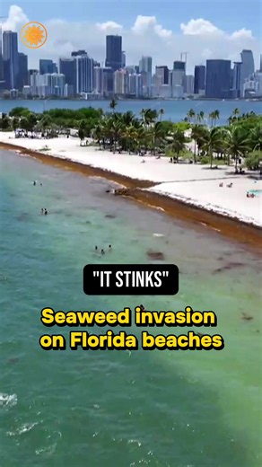 “It stinks”: A record amount of sargassum seaweed has washed ashore on Florida beaches, bringing with it an “almost unbearable” smell. It gets cleaned up at sunrise in Miami every morning — only for the seaweed to return later in the day. #miami #beach #environment
