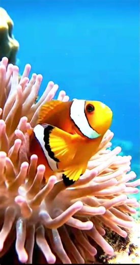Fish 🐠 Short Video l Amazing Video #Short Video #Fish