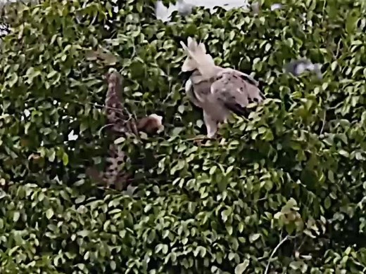 Harpy Eagle Back Edit: Majestic Sloth Encounter