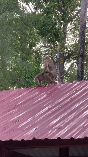 Monkey Spotted on the Roof Doing THIS… 😲