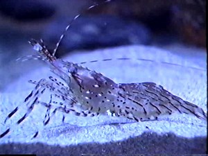 Oregon Coast Aquarium KPTV [1996 VHS]