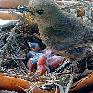 Sooty chat trying Birds I brought a cricket to call for the babies to eat | Review Bird All
