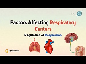 Regulation of Respiration | Factors Affecting Respiratory Centers