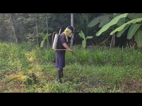 The Process of Spraying Agricultural Land with Glyphosate Liquid — Agriculture Farming