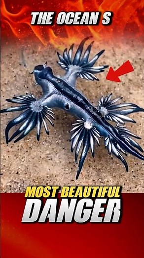 This Tiny Blue “Dragon” Is More Dangerous Than You Think! #funfact #facts #animals #shorts #short