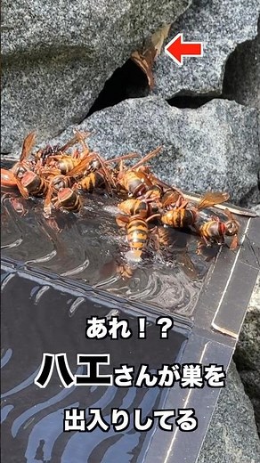【閲覧注意】夜も行動すると言われている危険なスズメバチの巣を出入りしてるハエがすげぇ#スズメバチ駆除