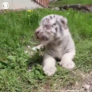 2.2M views · 274K reactions | ADORABLE: These Bengal tiger cubs, named Hector, Pasha, and Zeus, just made their first public appearance since their birth at a zoo in Austria (CBS/VIDEO) | News 4 WIVB Buffalo | Facebook