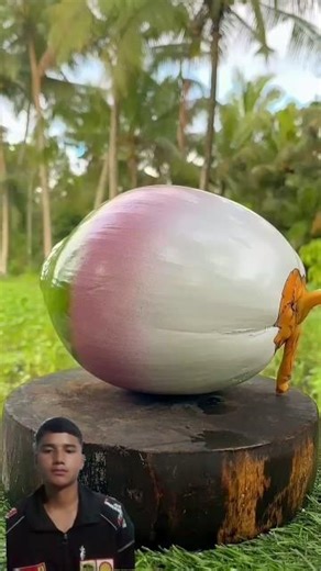 pov why this coconut so satisfying #shots #viral #oddlysatisfying