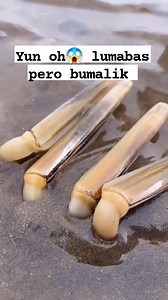 Razor clam #seashells #seafood #seashellsbytheseashore #seashore #reelsvideoシfypシ゚viralシfypシ゚ #reelsviralシfbreelsfypシ゚viral | Menette M Dizo