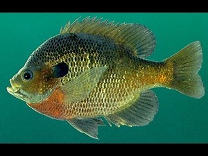 Bream and Crappie Fishing Lures and Techniques