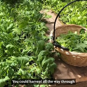 How to Grow Vegetables FAST in a Small Space | Homesteading Family