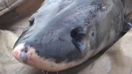 Chinese paddlefish, one of world's largest fish, declared extinct