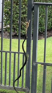 28M views · 296K reactions | This #ViralVideo clip shows a tree frog pulling out the win against a hungry black racer snake. Black racer snakes are very quick, but they are a non-venomous species of snake. Besides a little scarring, this tree frog will not have any lasting effects from this attack. #TheAssamTribune | The Assam Tribune | Facebook