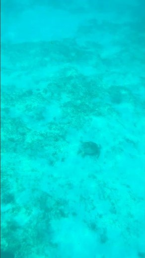 Swimming With Sea Turtles - Magen's Bay St. Thomas, Underwater Paradise