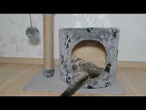 Litter Box Training a Kitten — Complete Setup Guide for New Owners