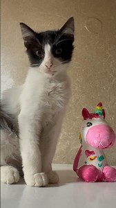 The Cat Stood Next to This… And Said NOTHING 😳🐱