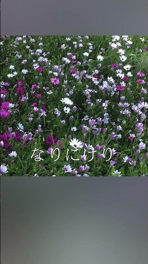 庭の千草（The Last Rose of Summer） - NCM2 CHOIR #歌ってみた #ncm2 #アイルランド民謡 #irishmusic