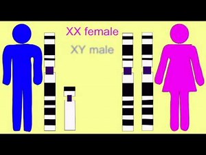 GENETICS 1: SEX LINKAGE: XY CHROMOSOMES AND GENDER