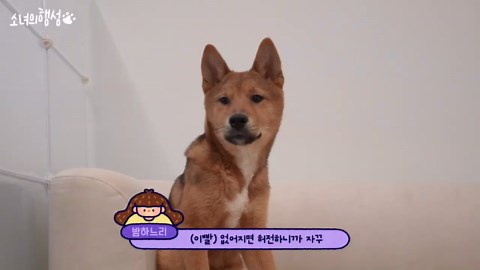 [임보종료] 땅콩이도 입양을 가요💧 행복했던 강아지와의 일상 모음♥️