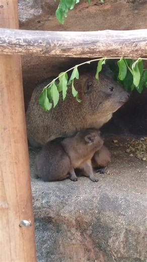 Wildlife Observation: Brown Furry Rodents in Natural Habitat