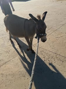 🫏 It’s almost sweater weathaaaaa 🫏 Check out my @$$ done did 😂😂 no really check out our newest model! We don’t have a launch date for you just yet but let me tell you…it’s close…like really close!!!! Stay ready ⏰ tackticalbrand | Fallon Taylor & Babyflo