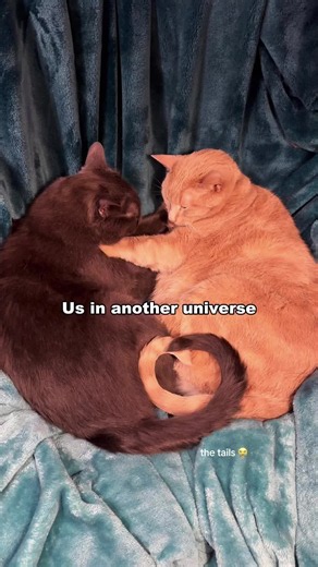In another universe, we're still together 🐱✨#cat #cats #catlover #petlover #wholesome
