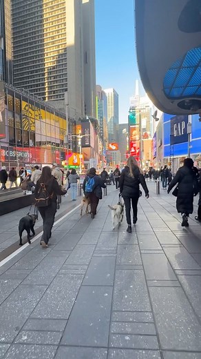 2.2K views · 177 reactions | Bright Lights, Brave Dogs  Our guide...